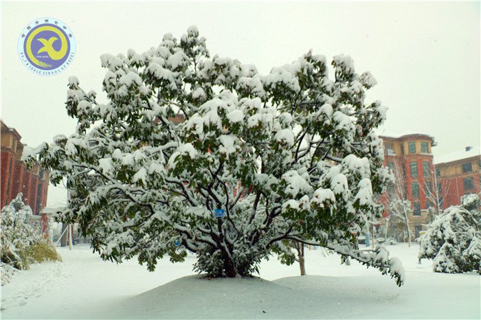 梅雪盼冬來，微笑迎春歸(圖4)